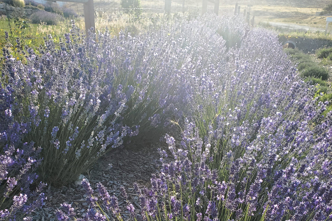 What Is Our Business?