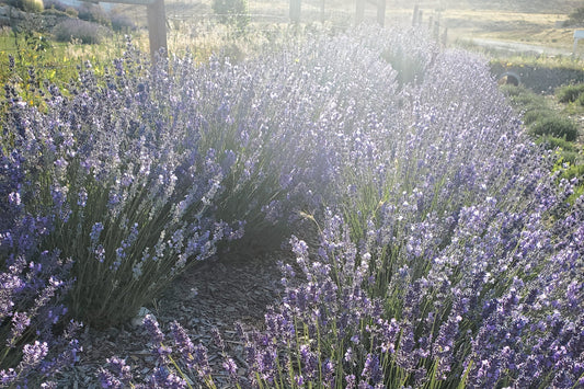 What Is Our Business?