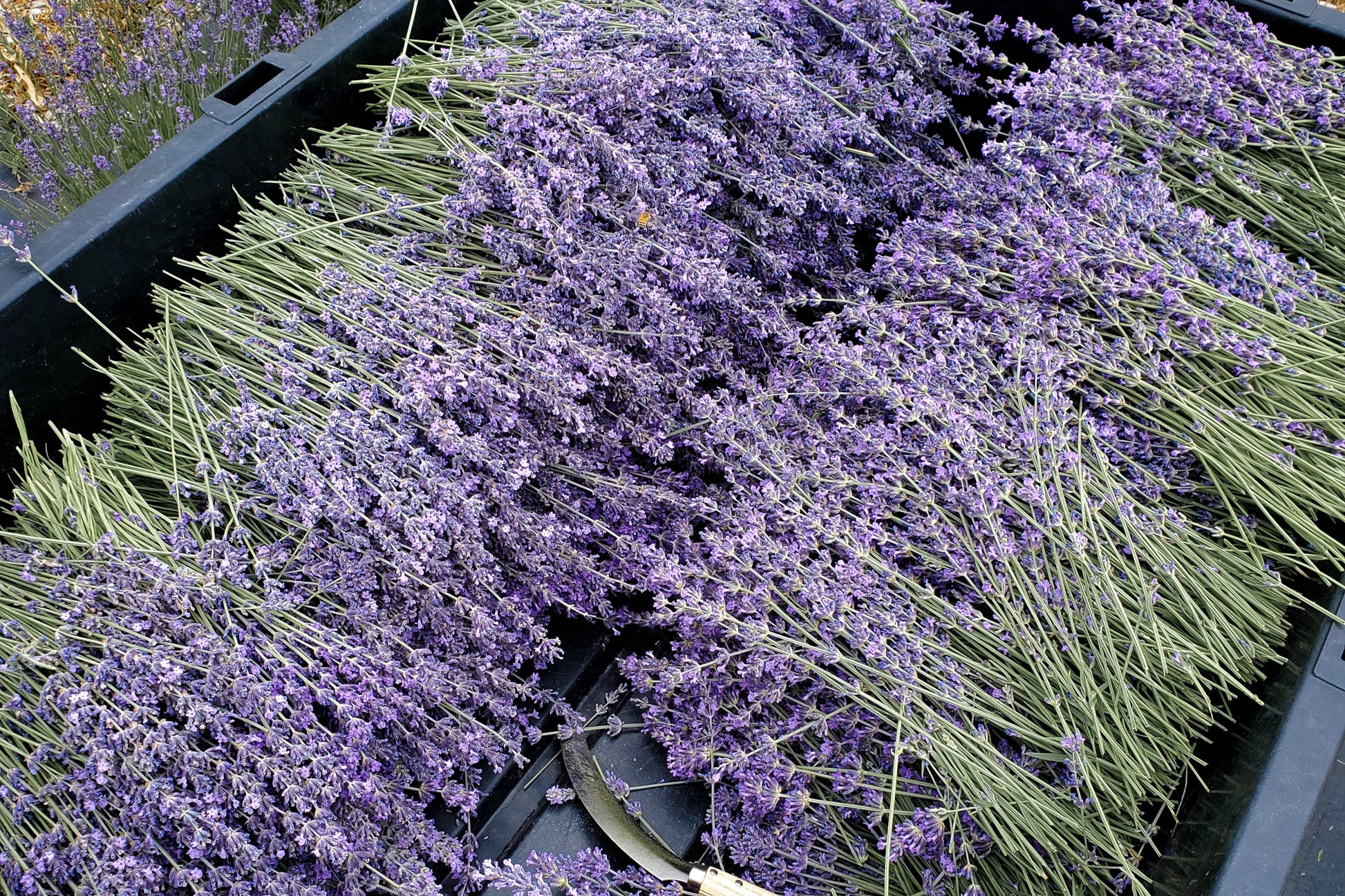 Bundles of lavender in a black plastic wheelbarrow outdoors.