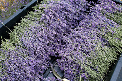 Bundles of lavender in a black plastic wheelbarrow outdoors.