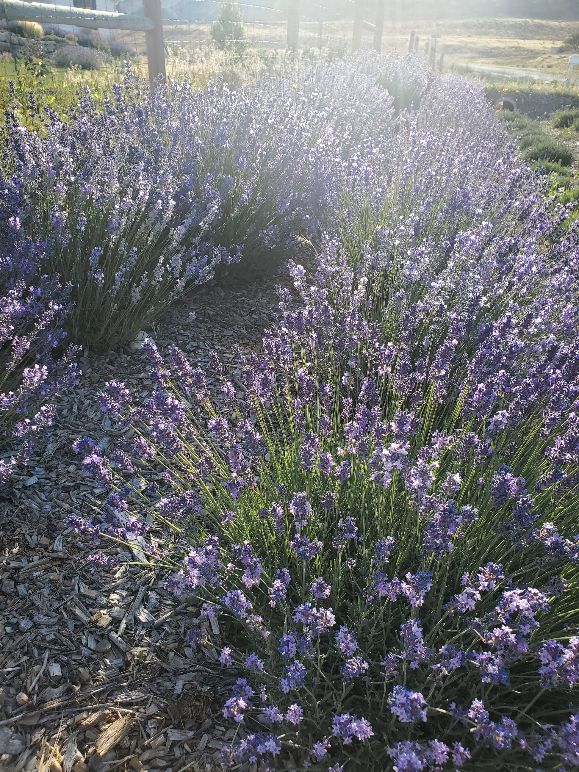 lavender plant buds Dried Lavender Buds – Peacefield Lavender