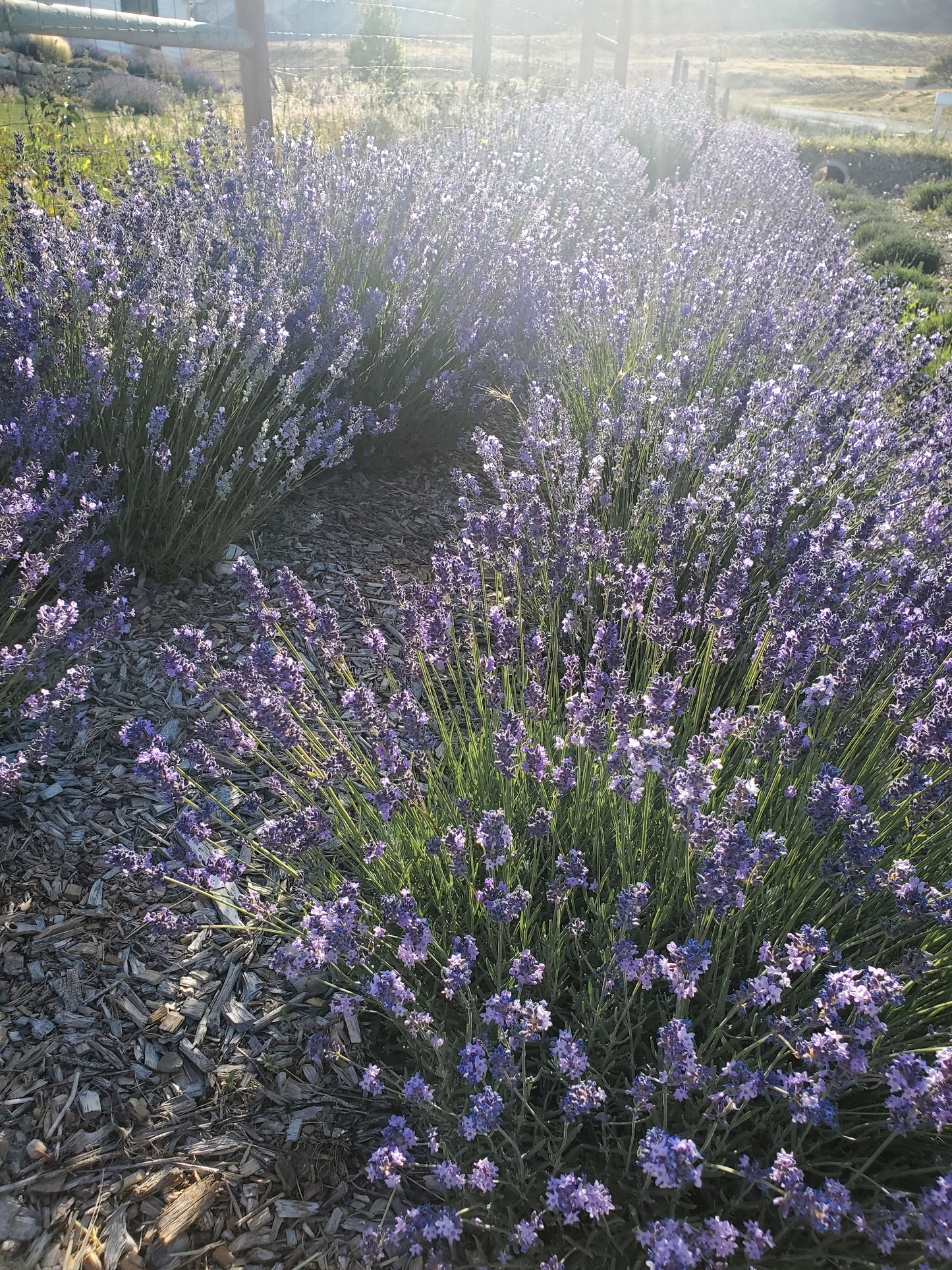 Dried Lavender Buds