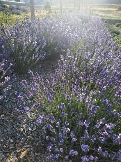 Dried Lavender Buds